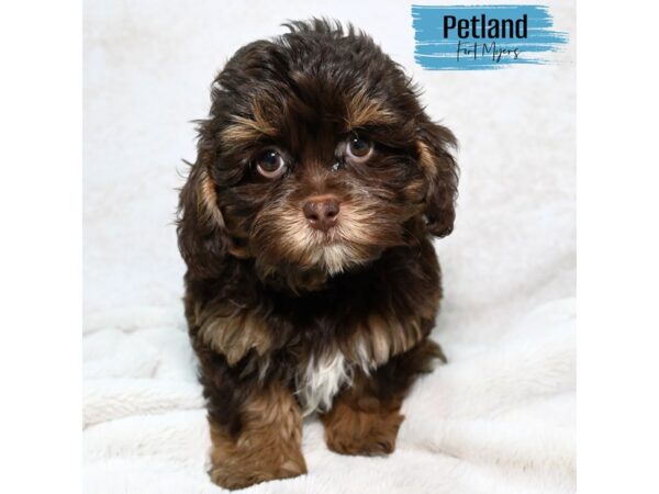 Shih -Poo--Male---Petland Fort Myers, Florida