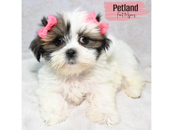 Lhasa Apso--Female---Petland Fort Myers, Florida