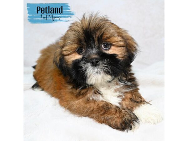 Lhasa Apso--Male---Petland Fort Myers, Florida
