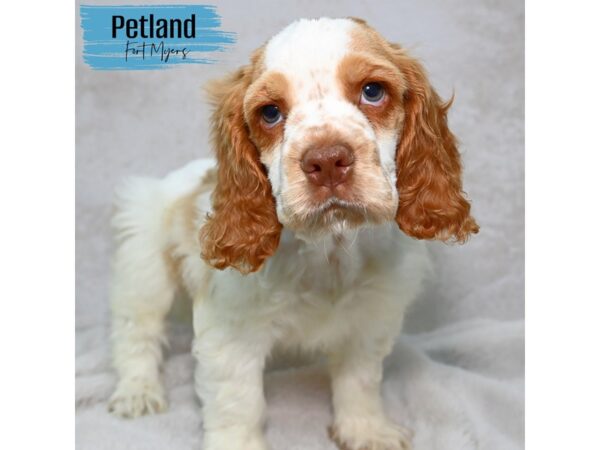 Cocker Spaniel--Male---Petland Fort Myers, Florida