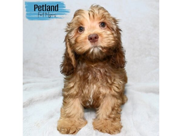 Cockapoo--Male---Petland Fort Myers, Florida