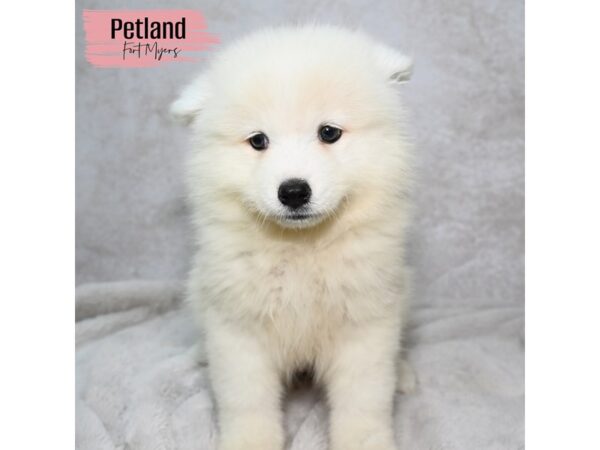 Samoyed--Female---Petland Fort Myers, Florida