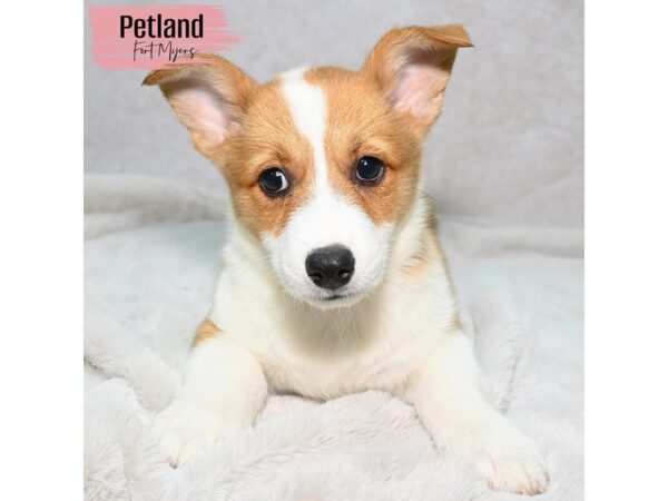 Pembroke Welsh Corgi--Female---Petland Fort Myers, Florida