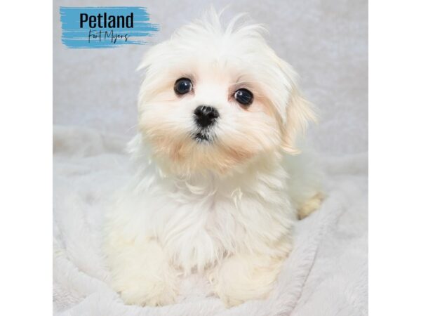 Maltese--Male---Petland Fort Myers, Florida