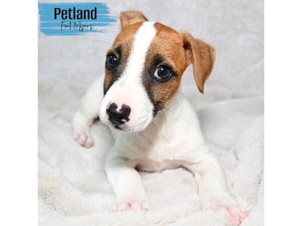 Jack Russell Terrier--Male---Petland Fort Myers, Florida