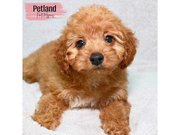 2nd Generation Miniature Goldendoodle--Female---Petland Fort Myers, Florida