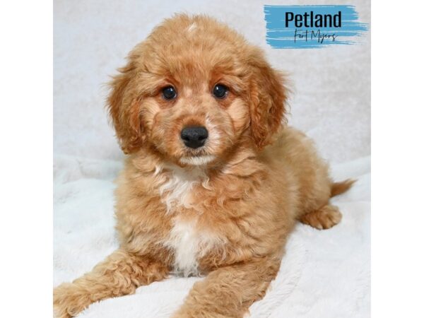 2nd Generation Miniature Goldendoodle--Male---Petland Fort Myers, Florida