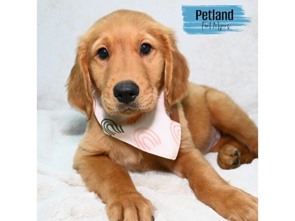 Golden Retriever--Male---Petland Fort Myers, Florida