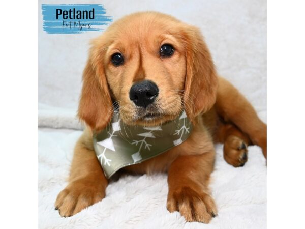 Golden Retriever--Male---Petland Fort Myers, Florida