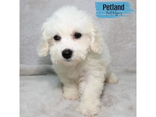 Bichon Frise--Male---Petland Fort Myers, Florida