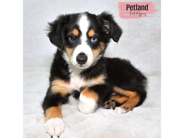 Miniature Australian Shepherd--Female---Petland Fort Myers, Florida