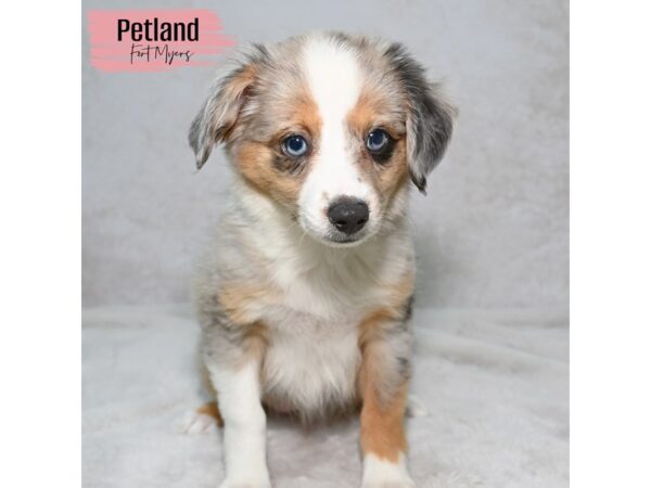 Miniature Australian Shepherd--Female---Petland Fort Myers, Florida