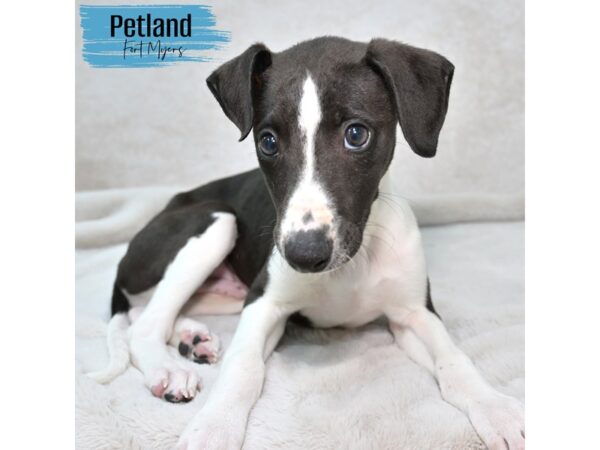 Whippet--Male---Petland Fort Myers, Florida