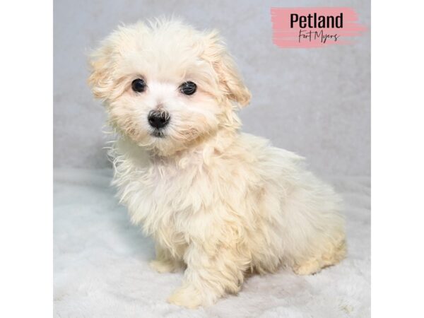 Malti-Poo--Female---Petland Fort Myers, Florida