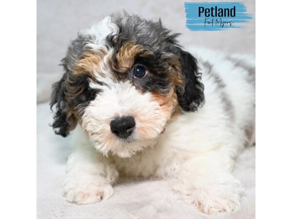 Bichon Poo--Male---Petland Fort Myers, Florida