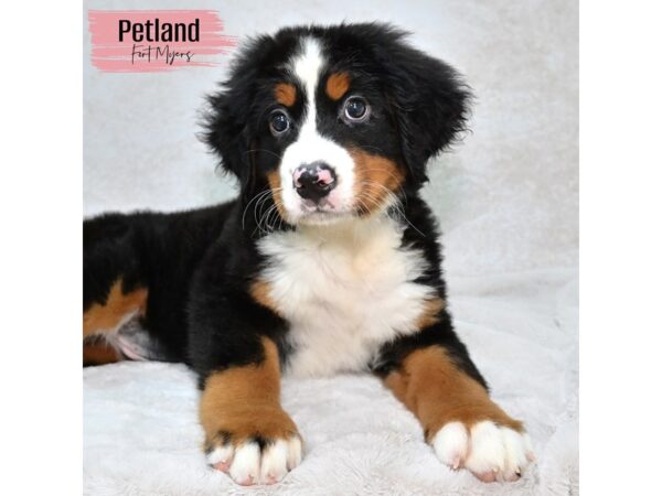 Bernese Mountain Dog--Female---Petland Fort Myers, Florida