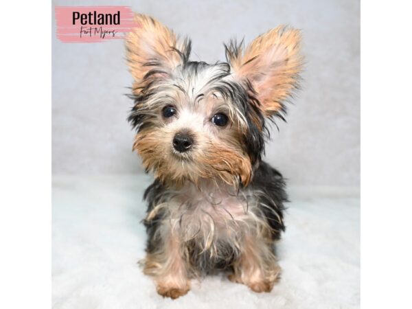 Yorkshire Terrier--Female---Petland Fort Myers, Florida