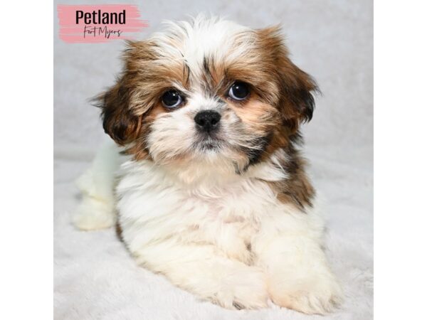 Shih Tzu--Female---Petland Fort Myers, Florida