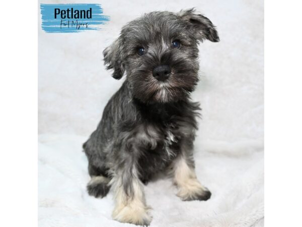 Miniature Schnauzer--Male---Petland Fort Myers, Florida
