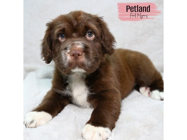 Mini Hippo--Female---Petland Fort Myers, Florida