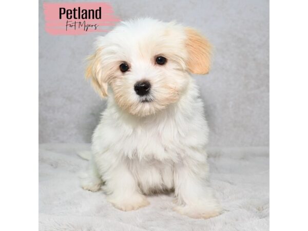 Havanese--Female---Petland Fort Myers, Florida