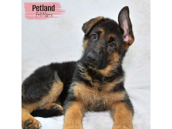 German Shepherd--Female---Petland Fort Myers, Florida