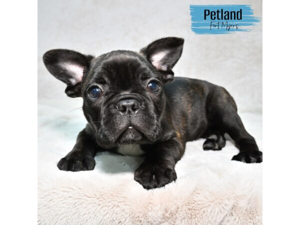 Frenchton--Male---Petland Fort Myers, Florida