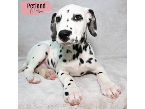 Dalmatian--Female---Petland Fort Myers, Florida