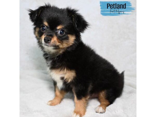 Chihuahua--Male---Petland Fort Myers, Florida