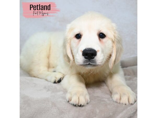 Golden Retriever--Female---Petland Fort Myers, Florida