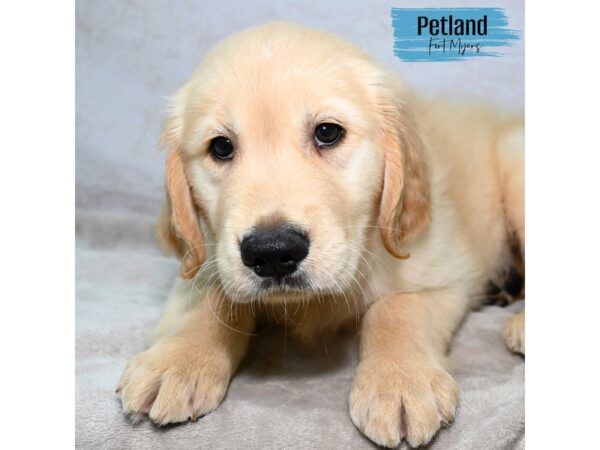 Golden Retriever--Male---Petland Fort Myers, Florida