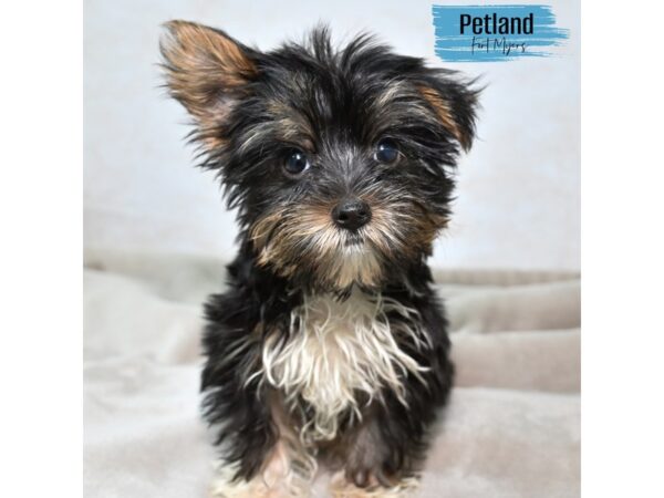 Yorkshire Terrier--Male---Petland Fort Myers, Florida