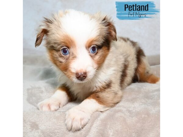 Toy Australian Shepherd--Male---Petland Fort Myers, Florida