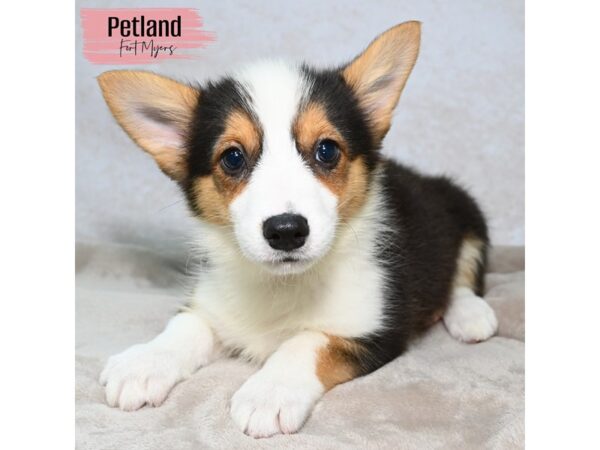 Pembroke Welsh Corgi--Female---Petland Fort Myers, Florida