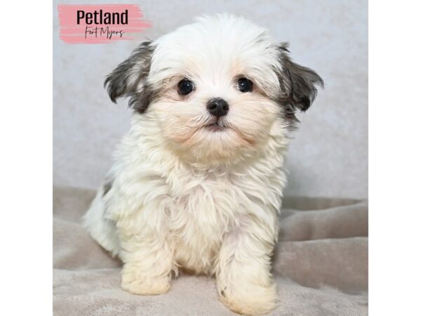 Havanese--Female---Petland Fort Myers, Florida
