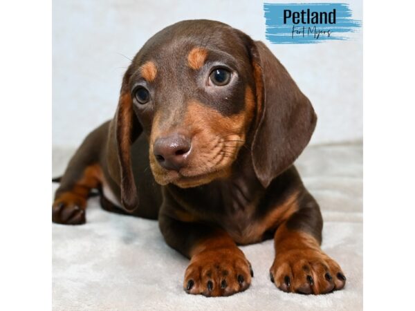 Dachshund--Male---Petland Fort Myers, Florida
