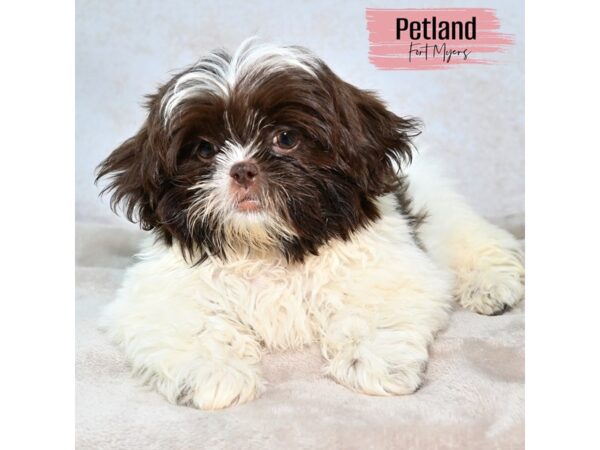 Shih Tzu--Female---Petland Fort Myers, Florida