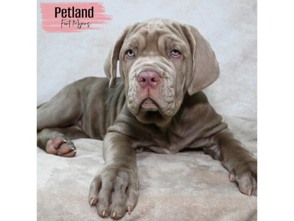 Neapolitan Mastiff--Female---Petland Fort Myers, Florida