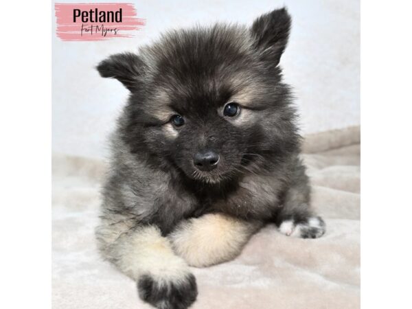 Keeshond--Female---Petland Fort Myers, Florida