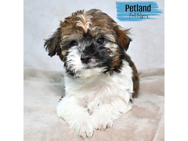 Havanese--Male---Petland Fort Myers, Florida
