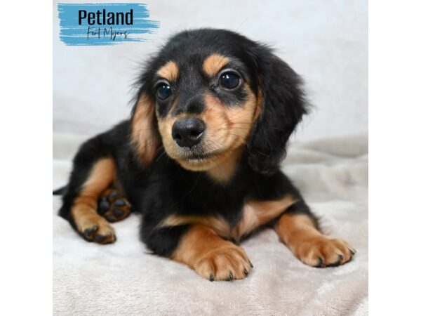 Dachshund--Male---Petland Fort Myers, Florida
