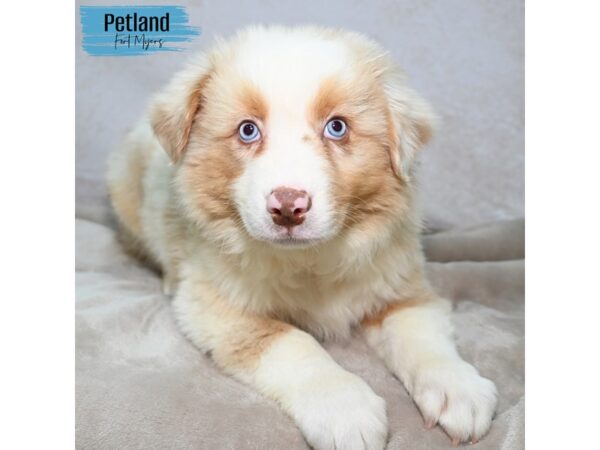 Australian Shepherd--Male---Petland Fort Myers, Florida