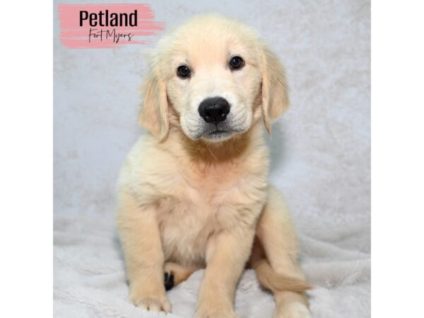 Golden Retriever--Female---Petland Fort Myers, Florida