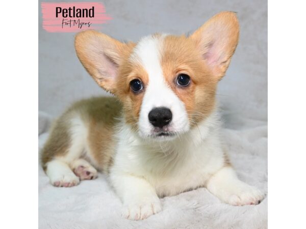 Pembroke Welsh Corgi--Female---Petland Fort Myers, Florida