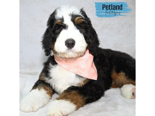 Bernedoodle--Male---Petland Fort Myers, Florida