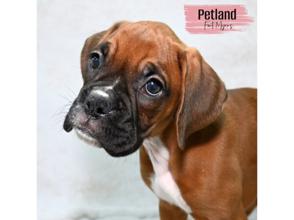 Boxer--Female---Petland Fort Myers, Florida