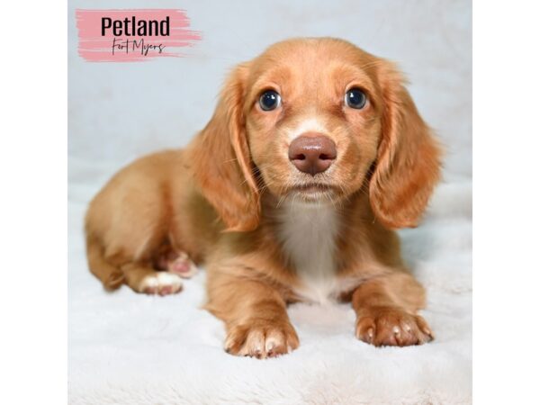 Dachshund--Female---Petland Fort Myers, Florida