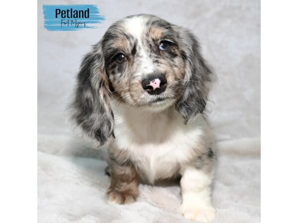 Dachshund--Male---Petland Fort Myers, Florida
