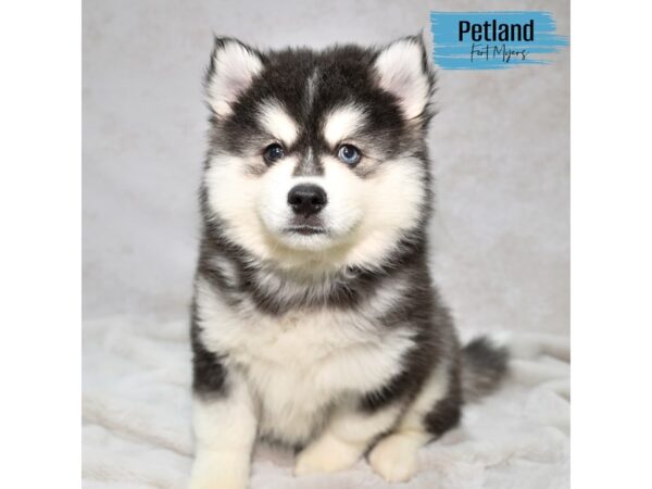 Pomsky--Male---Petland Fort Myers, Florida