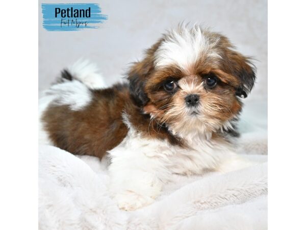 Shih Tzu--Male---Petland Fort Myers, Florida